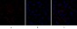 Caspase-8 Polyclonal Antibody